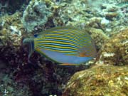 Pot�p�n� u ostrova Bunaken, lokalita Alban. Sulawesi, Indon�sie.