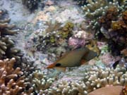 Pot�p�n� u ostrova Bunaken, lokalita Alban. Sulawesi, Indon�sie.