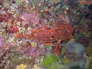 Scorpionfish. Pot�p�n� u ostrova Bunaken, lokalita Lekuan I. Sulawesi, Indon�sie.