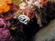 Nudibranch. Pot�p�n� u ostrov� Togian, Kadidiri, lokalita Taipee Wall. Sulawesi, Indon�sie.