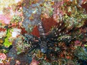 Lionfish. Pot�p�n� u ostrov� Togian, Kadidiri, lokalita Taipee Wall. Sulawesi, Indon�sie.