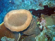 Pot�p�n� u ostrov� Togian, Kadidiri, lokalita Taipee Wall. Sulawesi, Indon�sie.