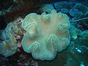 Pot�p�n� u ostrov� Togian, Kadidiri, lokalita Taipee Wall. Sulawesi, Indon�sie.