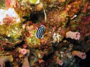 Nudibranch. Pot�p�n� u ostrov� Togian, Kadidiri, lokalita Taipee Wall. Sulawesi, Indon�sie.