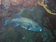 Pot�p�n� u ostrov� Togian, Kadidiri, lokalita Taipee Wall. Sulawesi, Indon�sie.