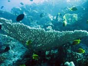 Pot�p�n� u ostrov� Togian, Kadidiri, lokalita Taipee Wall. Sulawesi, Indon�sie.