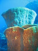 Pot�p�n� u ostrov� Togian, Kadidiri, lokalita Taipee Wall. Sulawesi, Indon�sie.