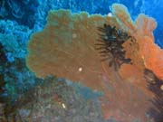 Pot�p�n� u ostrov� Togian, Kadidiri, lokalita Taipee Wall. Sulawesi, Indon�sie.