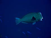 Double-headed Parrotfish (Bolbometopon muricatum). Pot�p�n� u ostrov� Togian, Kadidiri, lokalita Taipee Wall. Sulawesi, Indon�sie.