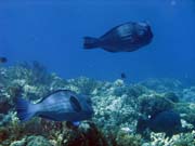 Double-headed Parrotfish (Bolbometopon muricatum). Pot�p�n� u ostrov� Togian, Kadidiri, lokalita Taipee Wall. Sulawesi, Indon�sie.