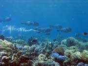Double-headed Parrotfish (Bolbometopon muricatum). Pot�p�n� u ostrov� Togian, Kadidiri, lokalita Taipee Wall. Sulawesi, Indon�sie.