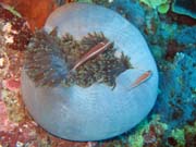 Klaun (Clown Anemonefish) ve sv�m hostiteli rostlin� anemone. Pot�p�n� u ostrov� Togian, Kadidiri, lokalita Labyrint. Sulawesi, Indon�sie.