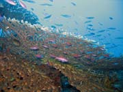 Pot�p�n� u ostrov� Togian, Kadidiri, lokalita Labyrint. Sulawesi, Indon�sie.