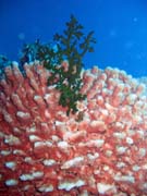 Pot�p�n� u ostrov� Togian, Kadidiri, lokalita Labyrint. Sulawesi, Indon�sie.