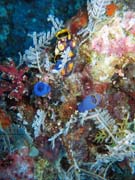 Pot�p�n� u ostrov� Togian, Kadidiri, lokalita Labyrint. Sulawesi, Indon�sie.