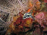 Nudibranch. Pot�p�n� u ostrov� Togian, Kadidiri, lokalita Labyrint. Sulawesi, Indon�sie.