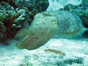 S�pie, Pot�p�n� u ostrov� Togian, Kadidiri, lokalita Labyrint. Sulawesi, Indon�sie.