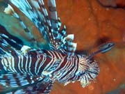 Perut�n, nebo-li Lionfish. Pot�p�n� u ostrov� Togian, Kadidiri, vrak bombard�ru B24 z druh� sv�tov� v�lky potopen� 3. kv�tna 1945. Sulawesi, Indon�sie.