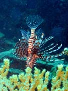 Perut�n, nebo-li Lionfish. Pot�p�n� u ostrov� Togian, Kadidiri, vrak bombard�ru B24 z druh� sv�tov� v�lky potopen� 3. kv�tna 1945. Sulawesi, Indon�sie.