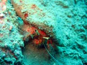 Krab. Pot�p�n� u ostrov� Togian, Kadidiri, vrak bombard�ru B24 z druh� sv�tov� v�lky. Sulawesi, Indon�sie.