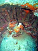 Pot�p�n� u ostrov� Togian, Kadidiri, vrak bombard�ru B24 z druh� sv�tov� v�lky potopen� 3. kv�tna 1945. Sulawesi, Indon�sie.