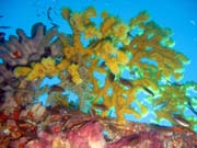 Pot�p�n� u ostrov� Togian, Kadidiri, okol� vraku bombard�ru B24 z druh� sv�tov� v�lky. Sulawesi, Indon�sie.