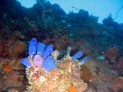 Pot�p�n� u ostrov� Togian, Kadidiri, okol� vraku bombard�ru B24 z druh� sv�tov� v�lky. Sulawesi, Indon�sie.