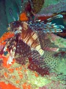 Perut�n, nebo-li Lionfish. Pot�p�n� u ostrov� Togian, Kadidiri, vrak bombard�ru B24 z druh� sv�tov� v�lky potopen� 3. kv�tna 1945. Sulawesi, Indon�sie.