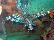 Perut�n, nebo-li Lionfish. Pot�p�n� u ostrov� Togian, Kadidiri, vrak bombard�ru B24 z druh� sv�tov� v�lky potopen� 3. kv�tna 1945. Sulawesi, Indon�sie.