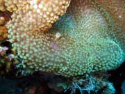 Anemone Cleaning Shrimp. Pot�p�n� u ostrov� Togian, Kadidiri, lokalita Two Canyons. Indon�sie.