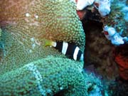 Clarks anemonefish (Amphiprion clarkii). Pot�p�n� u ostrov� Togian, Kadidiri, lokalita Two Canyons. Indon�sie.