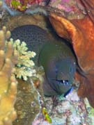 Mur�na, nebo-li Giant moray eel (Gymnothorax javanicus). Pot�p�n� u ostrov� Togian, Kadidiri, lokalita Two Canyons. Indon�sie.