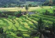 R��ov� pole u m�sta Bukittinggi. Indon�sie.