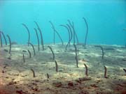 �ho�, nebo-li Garden eel. Pot�p�n� u ostrov� Togian, Una Una, lokalita Apollo. Indon�sie.