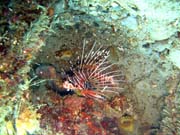 Lionfish. Pot�p�n� u ostrov� Togian, Una Una, lokalita Apollo. Indon�sie.