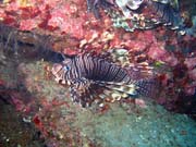 Lionfish. Pot�p�n� u ostrov� Togian, Una Una, lokalita Apollo. Indon�sie.