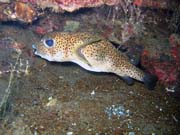 Spotted porcupinefish. Pot�p�n� u ostrov� Togian, Una Una, lokalita Apollo. Indon�sie.