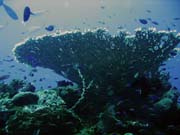 Pot�p�n� u ostrov� Togian, Una Una, lokalita Fishermania/Pinacle. Sulawesi, Indon�sie.