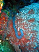 Pot�p�n� u ostrov� Togian, Una Una, lokalita Fishermania/Pinacle. Sulawesi, Indon�sie.