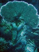 Pot�p�n� u ostrov� Togian, Una Una, lokalita Fishermania/Pinacle. Sulawesi, Indon�sie.