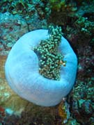 Klaun (Clown Anemonefish) ve sv�m hostiteli rostlin� anemone. Pot�p�n� u ostrov� Togian, Una Una, lokalita Fishermania/Pinnacle. Sulawesi, Indon�sie.