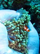 Klaun (Clown Anemonefish) ve sv�m hostiteli rostlin� anemone. Pot�p�n� u ostrov� Togian, Una Una, lokalita Fishermania/Pinnacle. Sulawesi, Indon�sie.