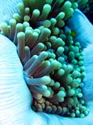 �ist�c� kreveta (Anemone Cleaning Shrimp). Pot�p�n� u ostrov� Togian, Una Una, lokalita Fishermania/Pinnacle. Sulawesi, Indon�sie.