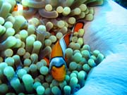 �ist�c� kreveta (Anemone Cleaning Shrimp) a Klaun (Clown Anemonefish) ve sv�m hostiteli rostlin� anemone. Pot�p�n� u ostrov� Togian, Una Una, lokalita Fishermania/Pinnacle. Sulawesi, Indon�sie.