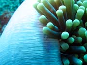 �ist�c� kreveta (Anemone Cleaning Shrimp). Pot�p�n� u ostrov� Togian, Una Una, lokalita Fishermania/Pinnacle. Sulawesi, Indon�sie.