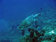 Pot�p�n� u ostrov� Togian, Una Una, lokalita Fishermania/Pinnacle. Sulawesi, Indon�sie.