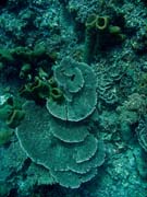 Pot�p�n� u ostrov� Togian, Una Una, lokalita Fishermania/Pinnacle. Sulawesi, Indon�sie.