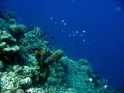 Pot�p�n� u ostrov� Togian, Una Una, lokalita Fishermania/Pinnacle. Sulawesi, Indon�sie.