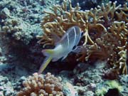 Pot�p�n� u ostrov� Togian, Una Una, lokalita Fishermania/Pinnacle. Sulawesi, Indon�sie.