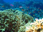 Pot�p�n� u ostrov� Togian, Una Una, lokalita Fishermania/Pinnacle. Sulawesi, Indon�sie.